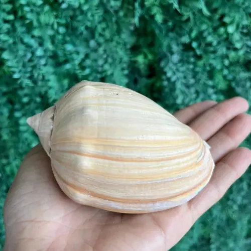 Concha do Mar 01