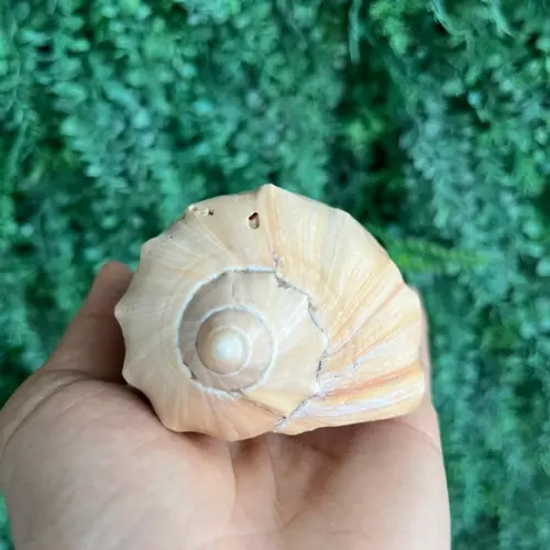 Concha do Mar 01