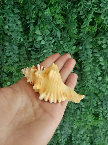 Concha do Mar 01