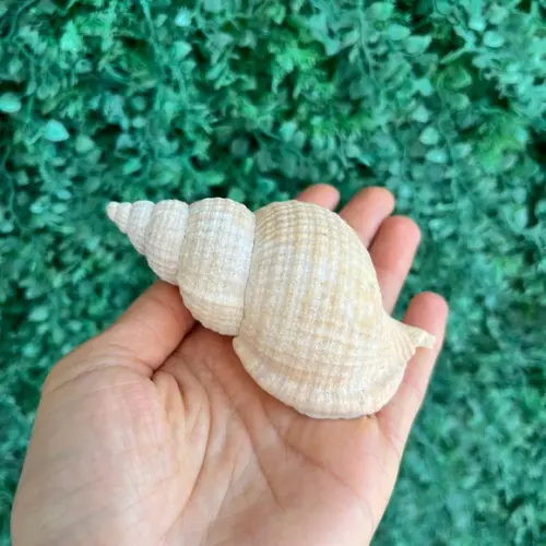 Concha do Mar 02