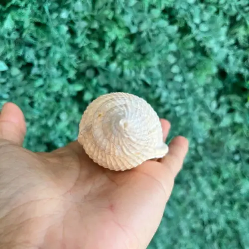 Concha do Mar 02