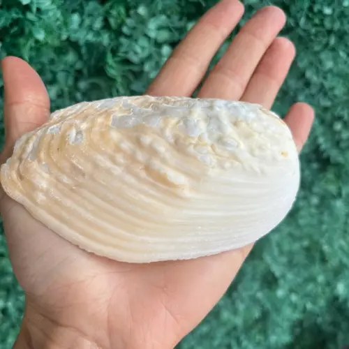 Concha do Mar 02