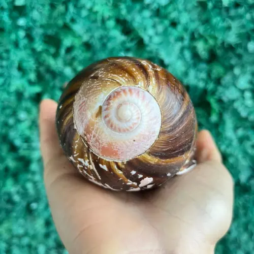 Concha do Mar 02