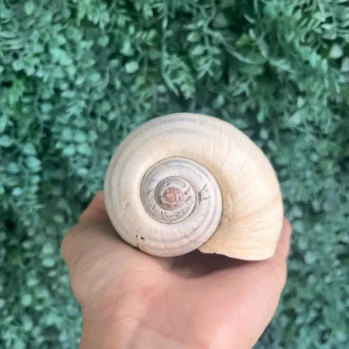 Concha do Mar 02