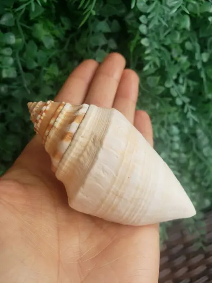 Concha do Mar 02