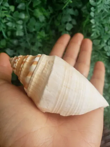 Concha do Mar 02