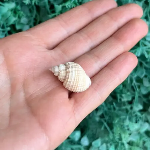 Concha do Mar 03