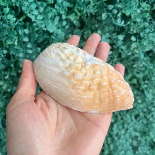 Concha do Mar 03