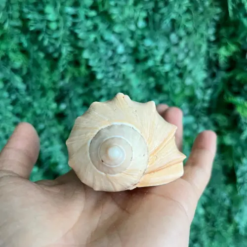 Concha do Mar 03