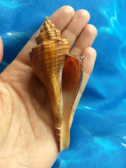 Concha do mar 04