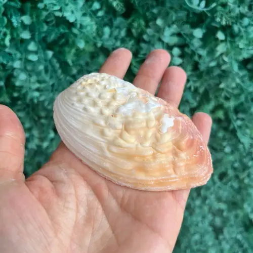 Concha do Mar 04