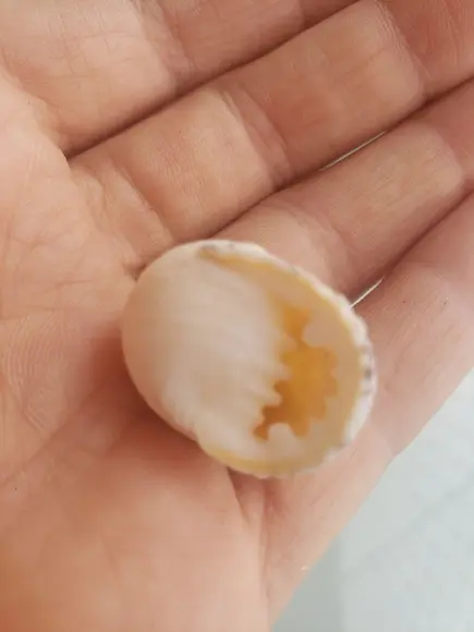 Concha do Mar 04