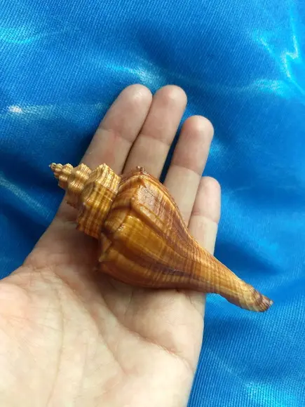 Concha do mar 04