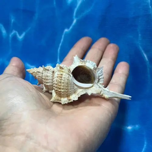 Concha do Mar 06