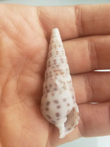 Concha do Mar 07