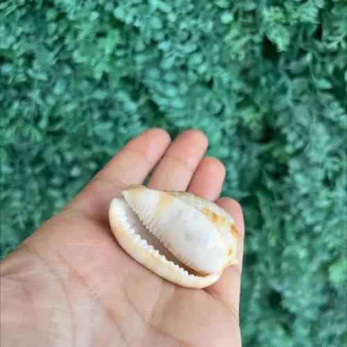 Concha do Mar 1 Cypraecassis Testiculus