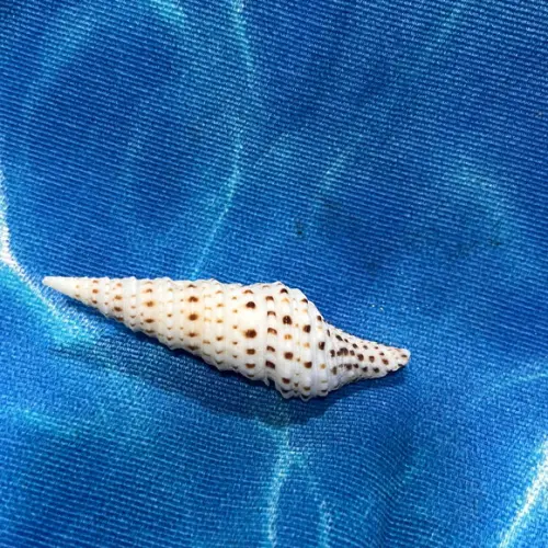 Concha do Mar 09