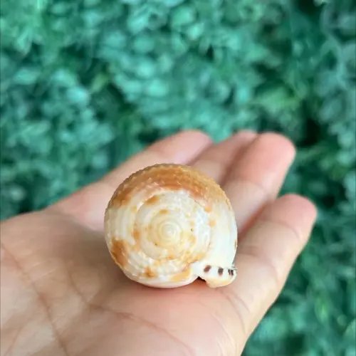 Concha do Mar 1 Cypraecassis Testiculus
