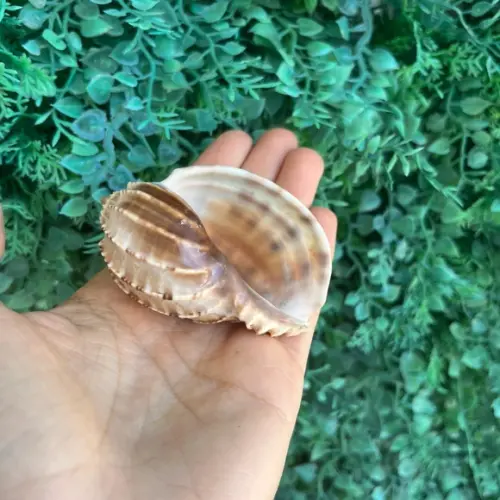 Concha do Mar 16