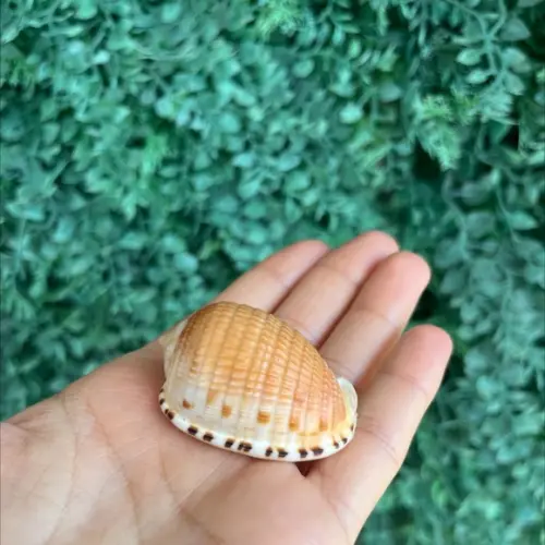 Concha do Mar 1 Cypraecassis Testiculus