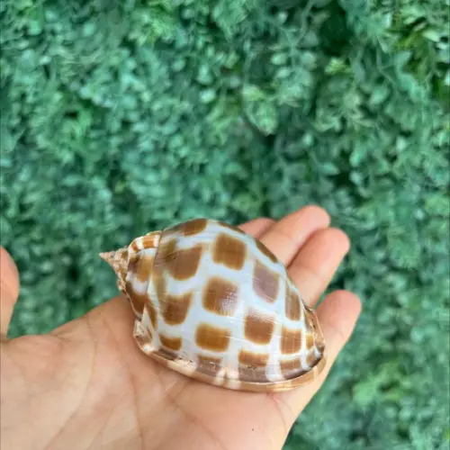 Concha do Mar 2 Phalium Areola Linne