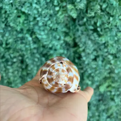 Concha do Mar 2 Phalium Areola Linne