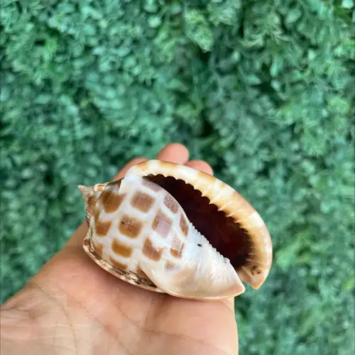 Concha do Mar 2 Phalium Areola Linne