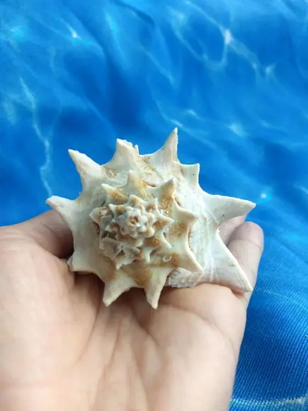 Concha do Mar 24
