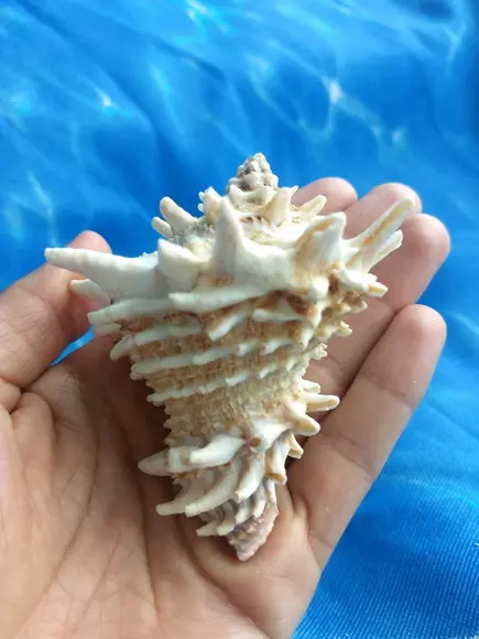 Concha do Mar 24