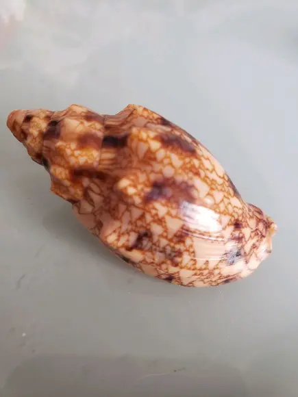 Concha do mar 21 Odontocymbiola americana