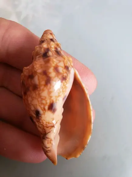 Concha do mar 21 Odontocymbiola americana