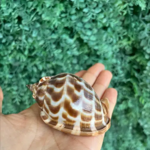 Concha do Mar 3 Phalium Areola Linne