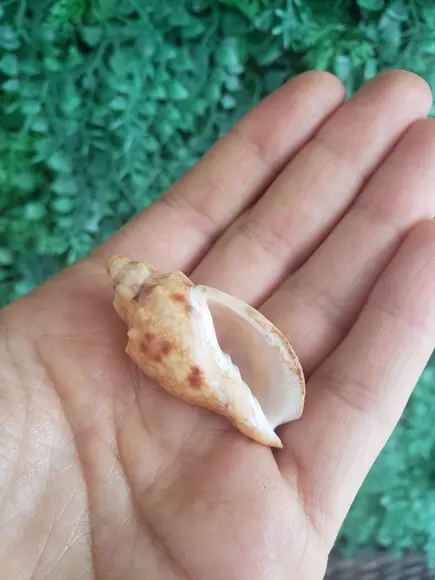 Concha do Mar 25 Odontocymbiola Americana