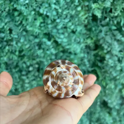 Concha do Mar 3 Phalium Areola Linne