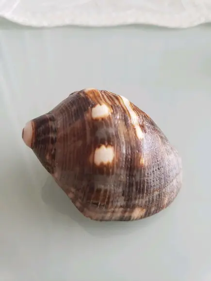 Concha do Mar 28