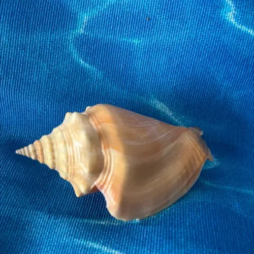 Concha do Mar 42