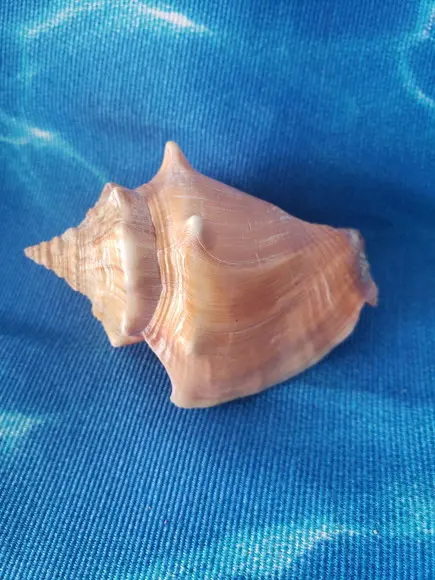 Concha do Mar 43