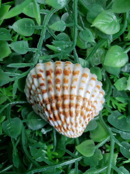 Concha do Mar 58