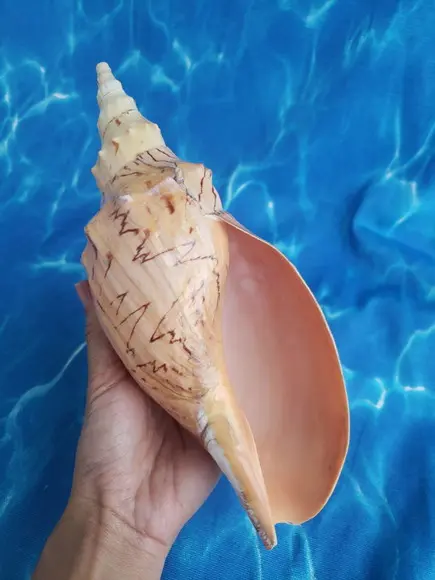 Concha do mar Adelomelon beckii 06
