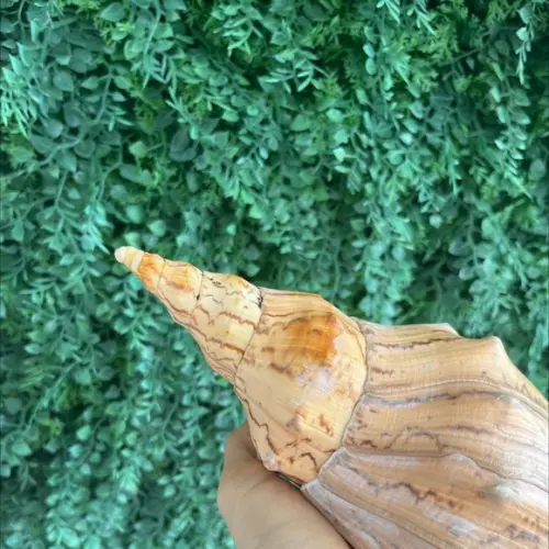Concha do Mar Adelomelon Beckii Código 17