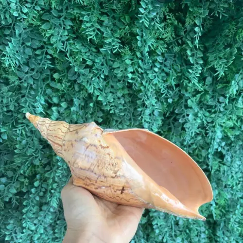 Concha do Mar Adelomelon Beckii Código 17