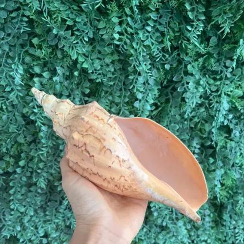 Concha do Mar Adelomelon Beckii Código 16