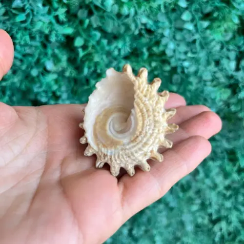 Concha do Mar Astrea 01