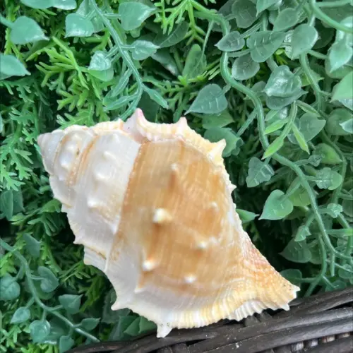 Concha do Mar Bursa Espinosa Cod 10