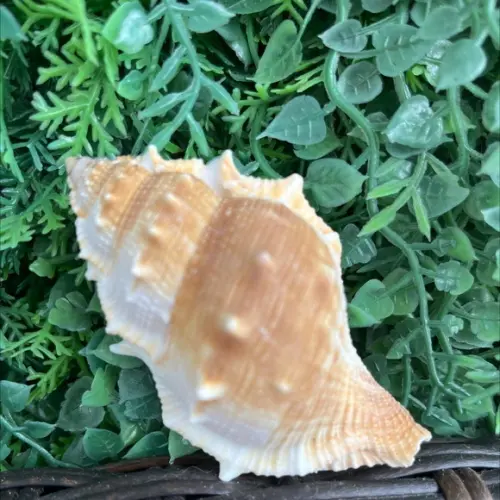 Concha do Mar Bursa Espinosa Cod 11