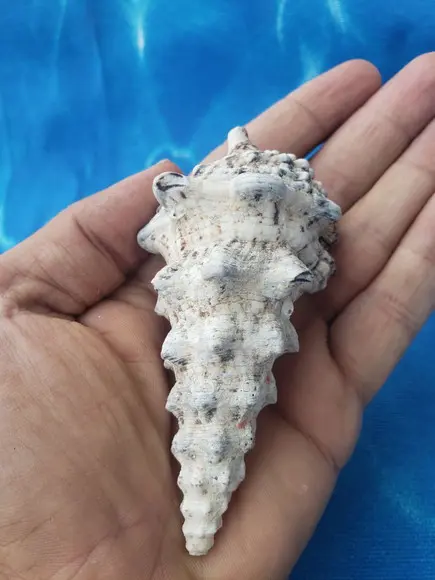 Concha do Mar Cerithium Nodulosum 01