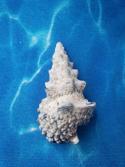 Concha do Mar Cerithium Nodulosum 01