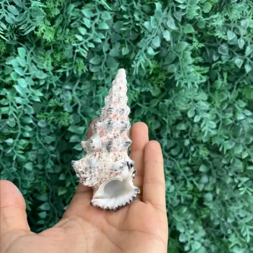 Concha do Mar Cerithium Nodulosum 08