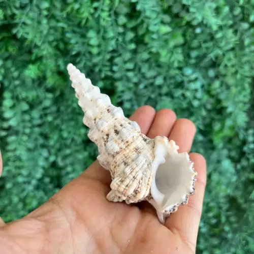 Concha do Mar Cerithium Nodulosum 05