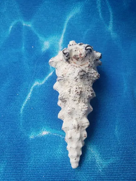 Concha do Mar Cerithium Nodulosum 02